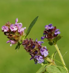 lila flowers of selfheal plant close up