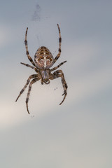 Kreuzspinne Grossaufnahme