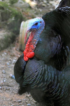 Close Up of a Turkey