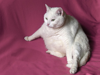 Thick White Cat on Pink Blanket