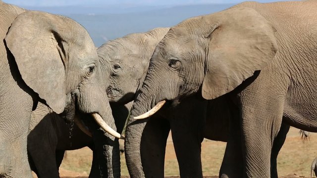 Close-up of African elephants interacting