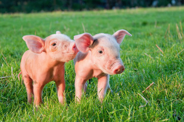 Two little pigs