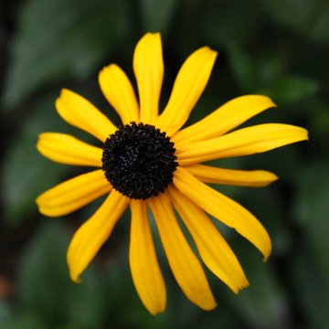 Yellow Flower