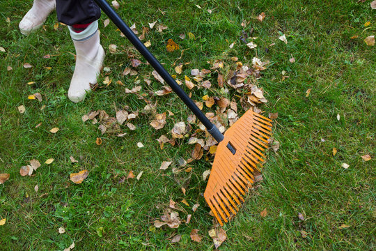 A person raking fallen leaves on the lawn with a fan rake