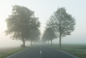 Fototapeta premium early morning mist