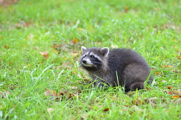 Waschbär