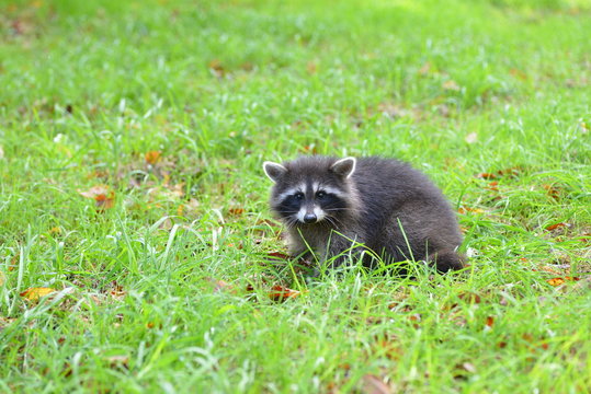 Waschb&auml;r