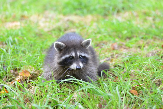Waschb&auml;r