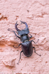 stag beetle on pink wall