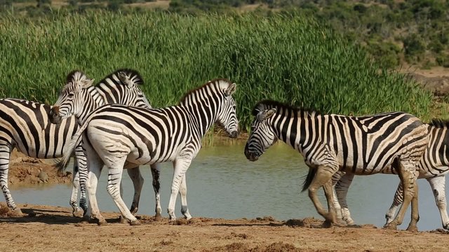 Plains zebras  gathering at a waterhole to drink