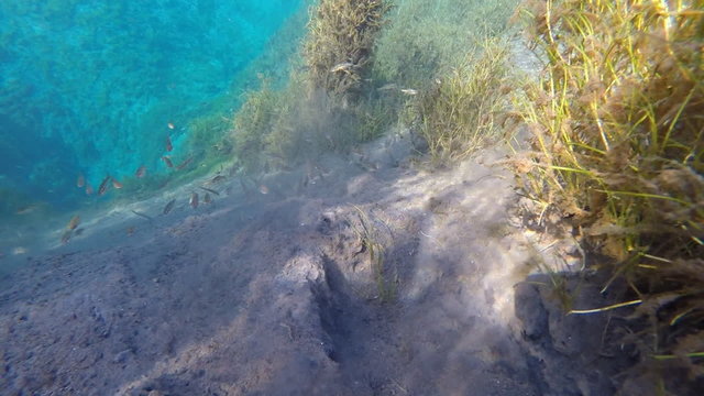 Lake with blue water fish. Underwater 