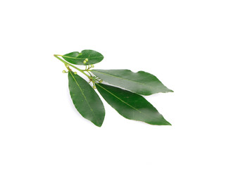 Fresh bay leaves.