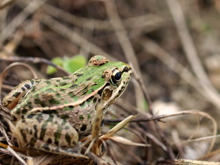 トノサマガエル