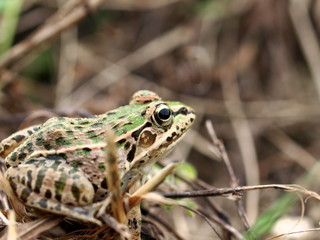 トノサマガエル