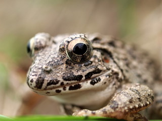 ヌマガエルのアップ