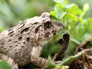 ヌマガエル