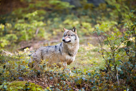 Wolf auf der lauer