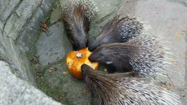 K&uuml;rbisessen bei Stachelschweinen