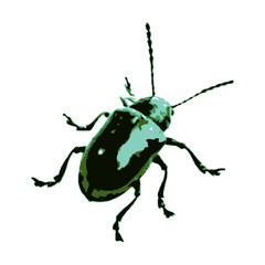 beetle 4 - obrazy, fototapety, plakaty