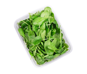 Fresh spinach in plastic box.