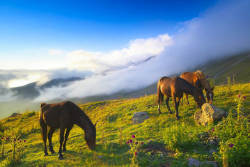 Horses in mountain valley. Beautiful natural landscaoe