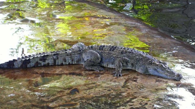 Crocodile in Crocodile Farm. Koh Samui. Thailand.