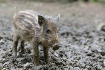 Wildschwein, Wild boar, Sus scrofa
