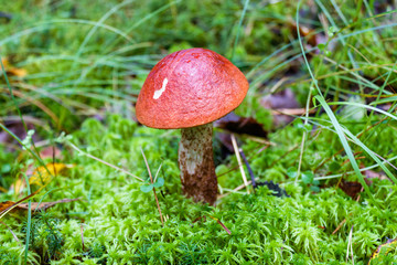 orange cap boletus