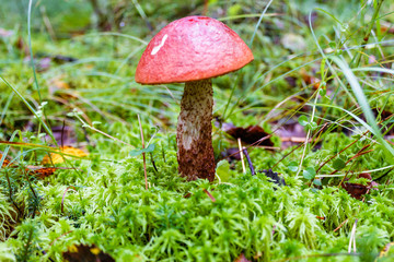 orange cap boletus