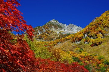 涸沢の紅葉