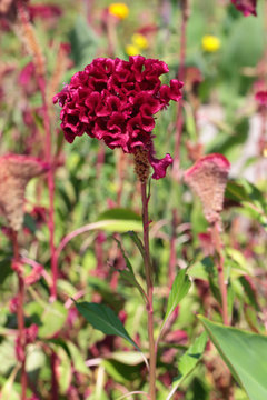 Celosia argentea f. cristata