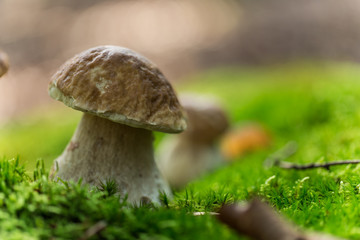 Boletus in the forest during autumn day