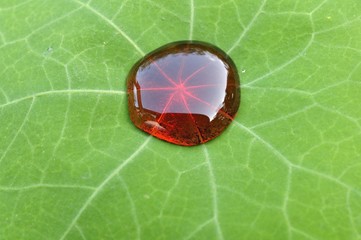 Lotuseffekt hydrophobe Oberfläche