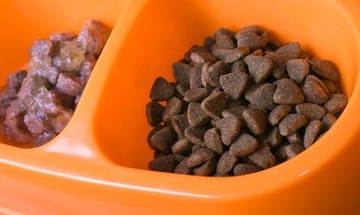 food for cat closeup
