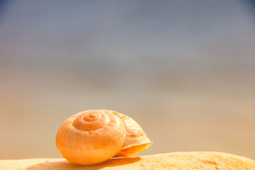 snail house (54)