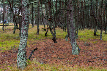 Сосновый бор после дождя © 1802185