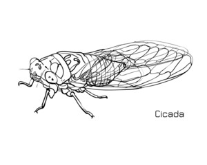 Drawing of cicada