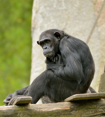 chimpanzé assis