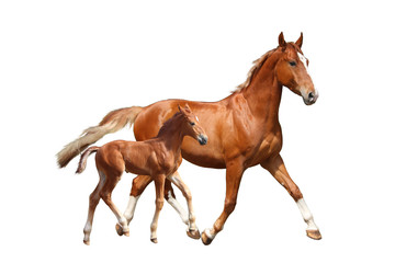 Naklejka premium Cute chestnut foal and his mother trotting on white background