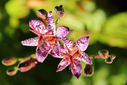 Tricyrtis