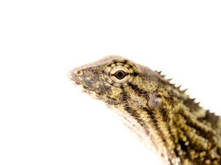 close up big eyes of small reptile