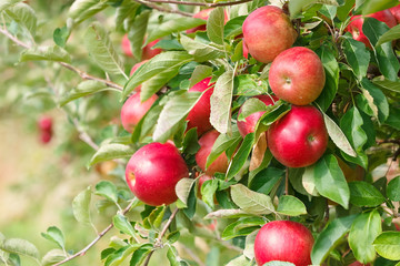 Red ripe apples on the trees in an apple orchard