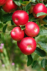 Red apples. Fresh apples on the branch of the apple tree