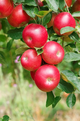 Ripe  Red Apples on Branch