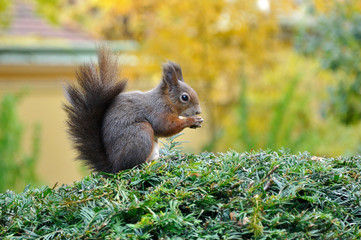 eichkätzchen © photo 5000