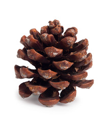 Old brown pinecone isolated on a white background