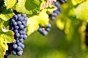 reife blaue Weintrauben an einem Weinberg vor de Weinlese Traubenträume