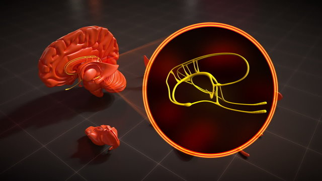 Lymbic System
