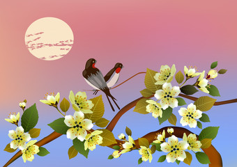 Evening in the garden blooming cherry and birds sing . Sakura