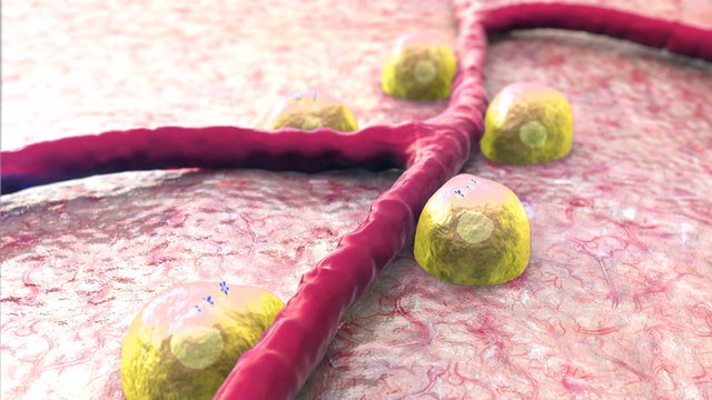 pancreas, fat cell